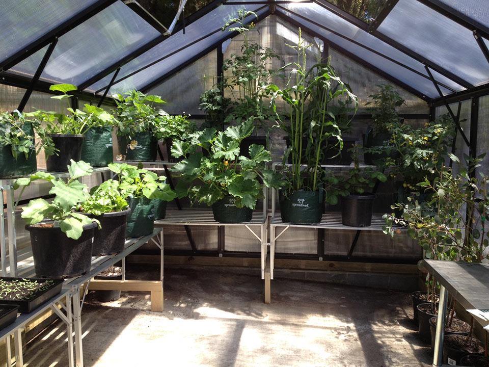 Grange-3 6000 - Sproutwell Greenhouses