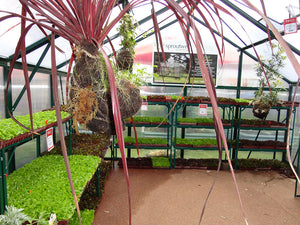 Grange-4 Greenhouse 5000 (4m x 5m)