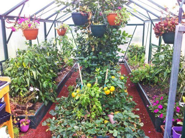 Grange-3 8000 - Sproutwell Greenhouses