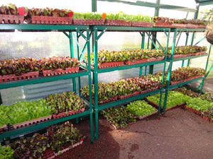 Seed Tray Stand - Sproutwell Greenhouses