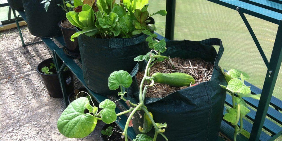 Tip 10: How to Succeed with Greenhouse Gardening