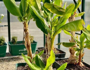 Tip 8: Planting Guide - Sproutwell Greenhouses