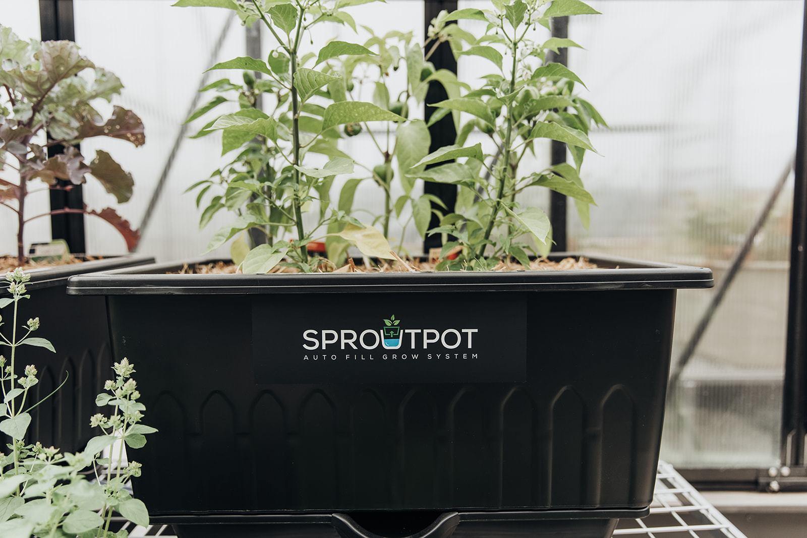SproutPot- Single - Sproutwell Greenhouses
