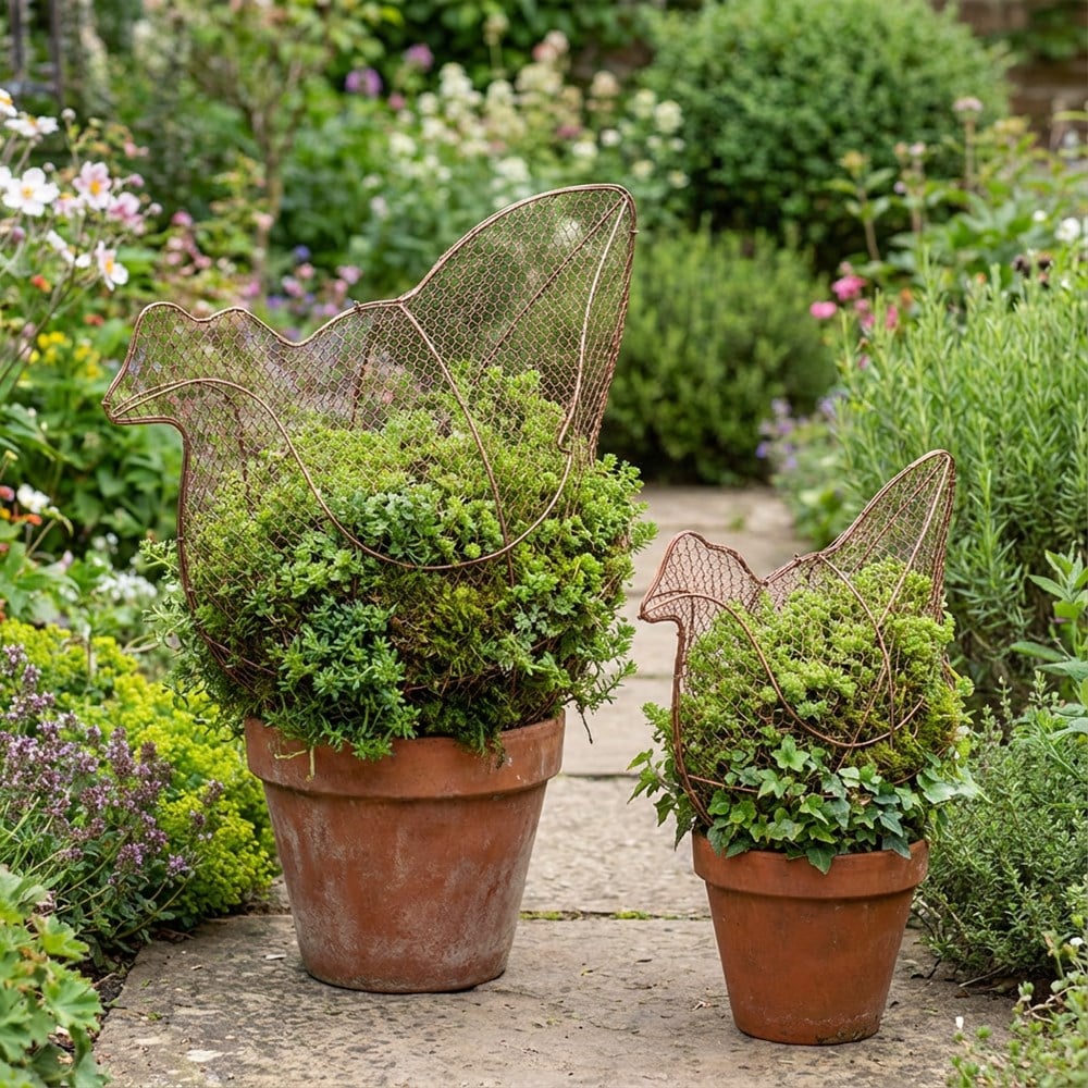 Chicken Topiary Growing Frame / Cloche