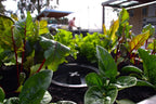 Foodcube Comput In Situ Worm Composter