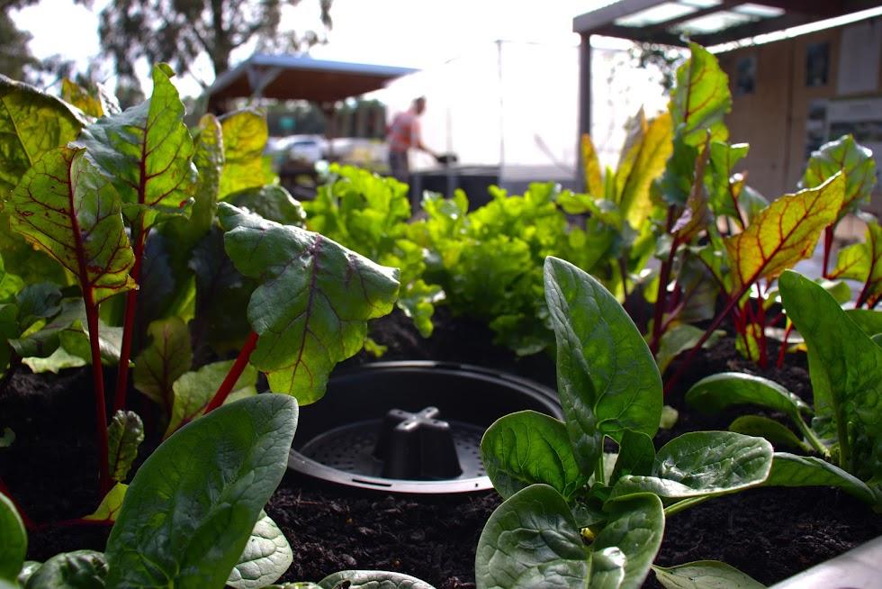 Foodcube Comput In Situ Worm Composter