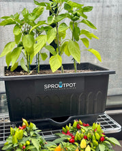 Load image into Gallery viewer, SproutPot- Single (Large)
