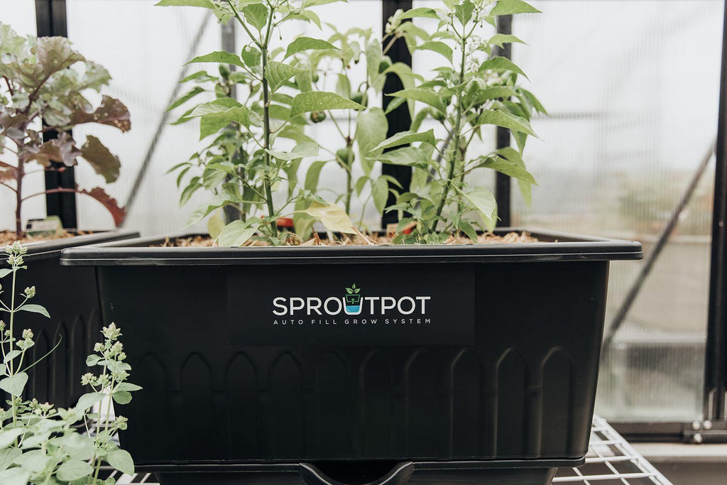 SproutPot- Single - Sproutwell Greenhouses