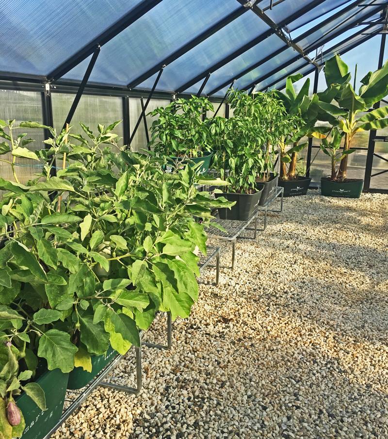 4 Pot Galvanised Stand - Sproutwell Greenhouses