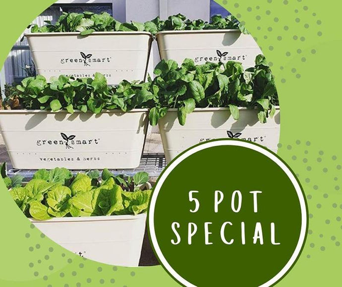 5 POT Special $300 - Sproutwell Greenhouses