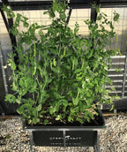 GreenSmart Pot- LARGE - Sproutwell Greenhouses