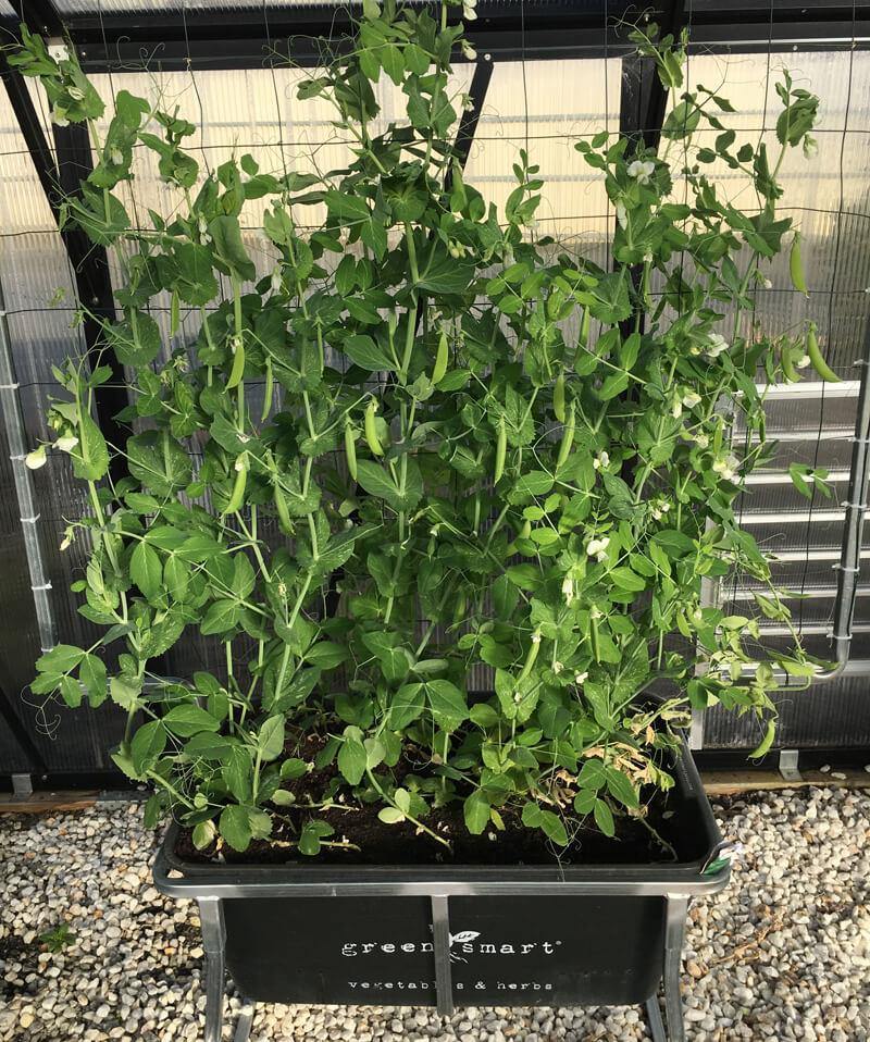 GreenSmart Pot- LARGE - Sproutwell Greenhouses