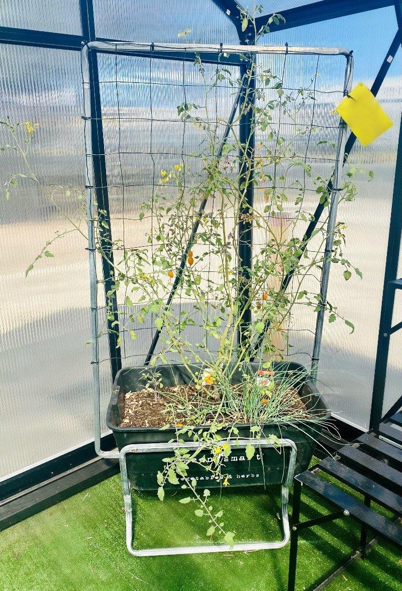 Climber Galvanised Stand - Sproutwell Greenhouses