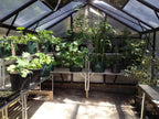 Grange-3 6000 - Sproutwell Greenhouses
