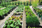 5 POT Special $300 - Sproutwell Greenhouses