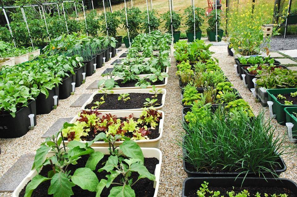5 POT Special $300 - Sproutwell Greenhouses