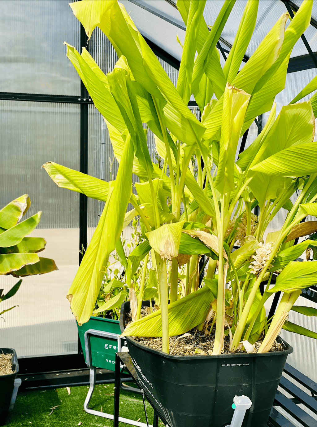 GreenSmart Pot- LARGE - Sproutwell Greenhouses