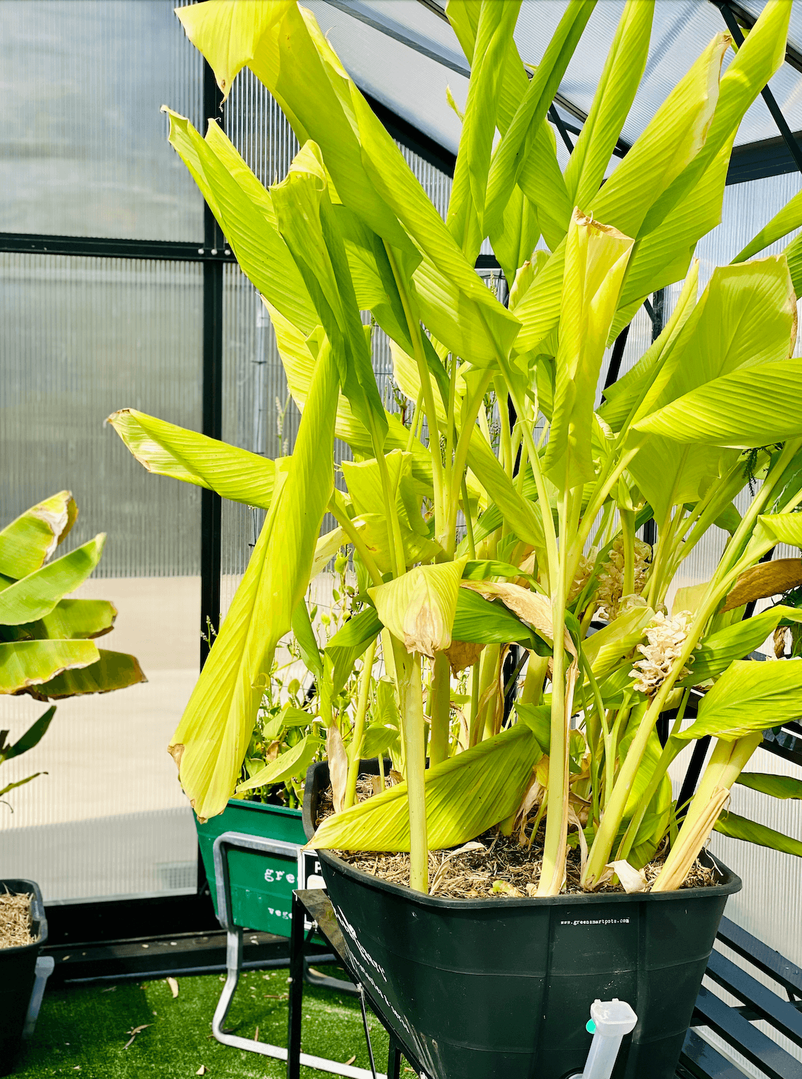 GreenSmart Pot- LARGE - Sproutwell Greenhouses