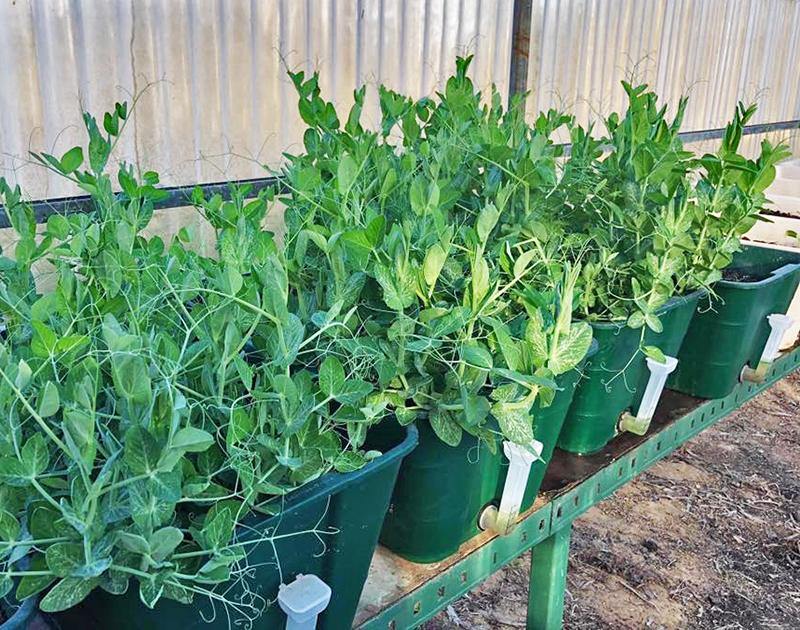 5 POT Special $300 - Sproutwell Greenhouses