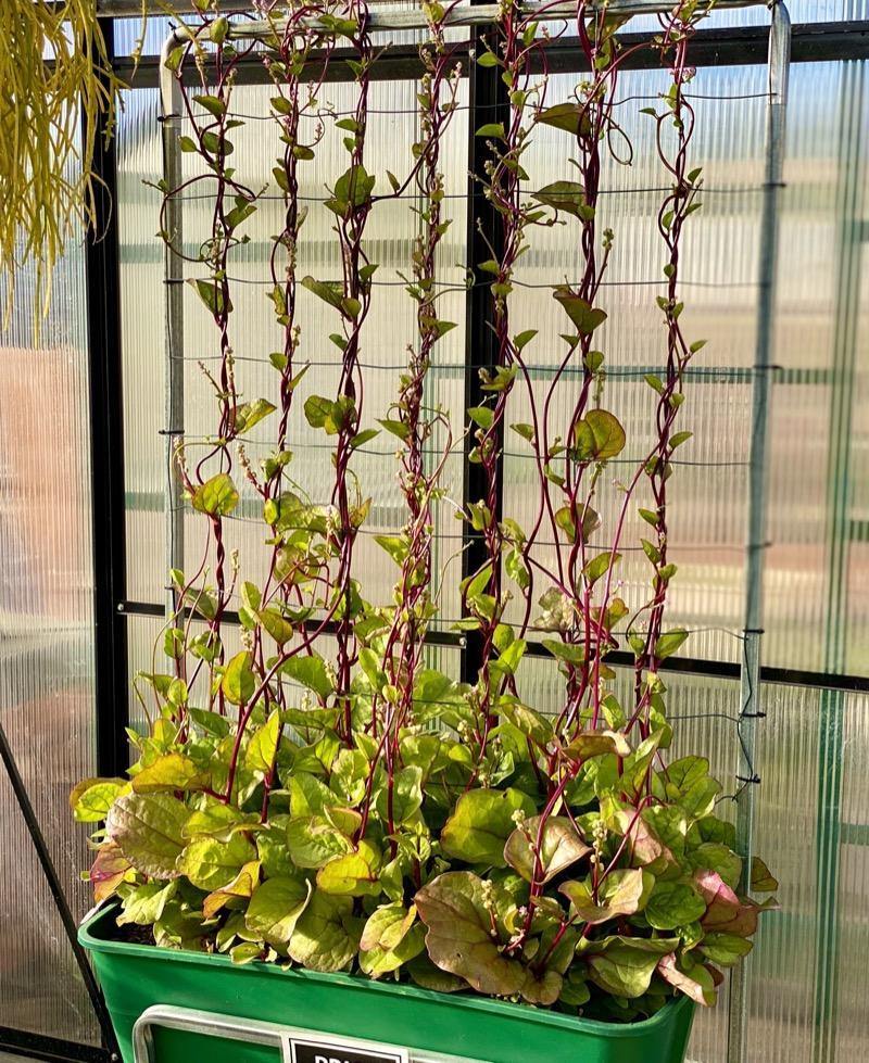 Climber Galvanised Stand - Sproutwell Greenhouses