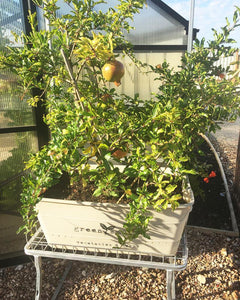 Cradle / Flat Galvanised Stand - Sproutwell Greenhouses
