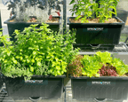 4 SPROUT POT Special $320 - Sproutwell Greenhouses