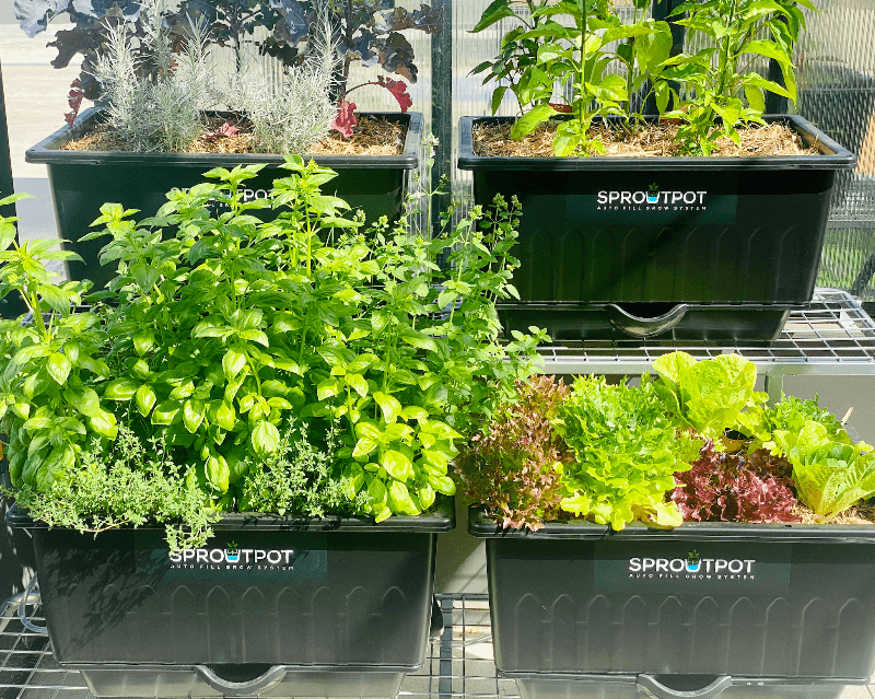 4 SPROUT POT Special $320 - Sproutwell Greenhouses