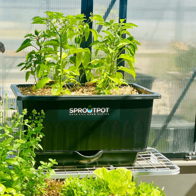 4 SPROUT POT Special $320 - Sproutwell Greenhouses
