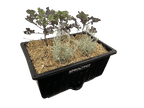 SproutPot- Single - Sproutwell Greenhouses