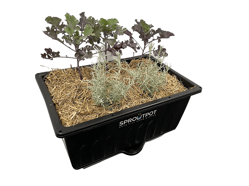 SproutPot- Single - Sproutwell Greenhouses