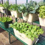 5 POT Special $300 - Sproutwell Greenhouses