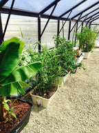 GreenSmart Pot- LARGE - Sproutwell Greenhouses