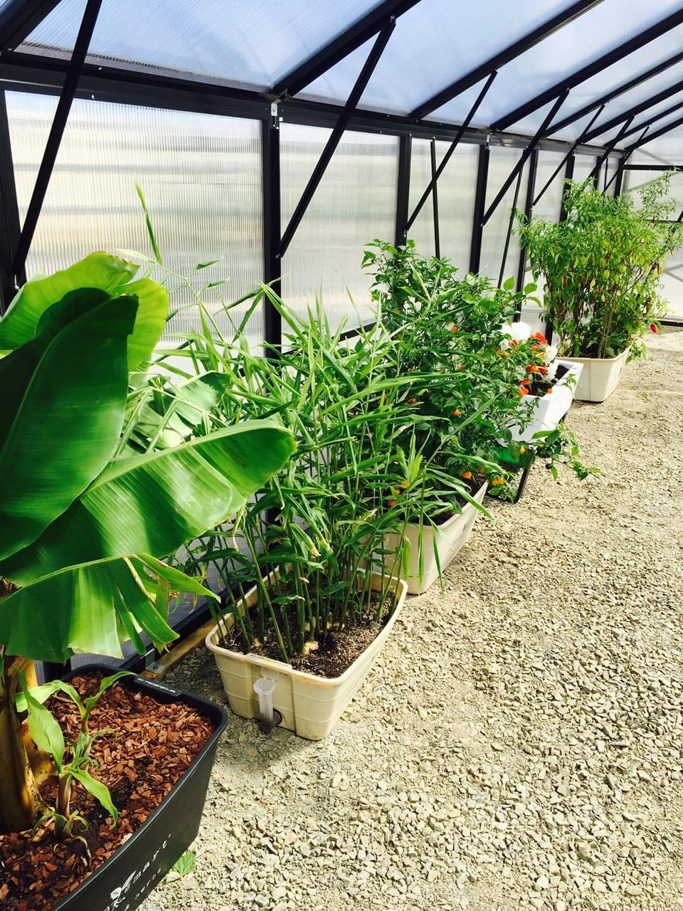 GreenSmart Pot- LARGE - Sproutwell Greenhouses