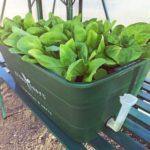 5 POT Special $300 - Sproutwell Greenhouses