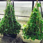 5 POT Special $300 - Sproutwell Greenhouses