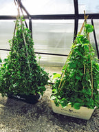GreenSmart Pot- LARGE - Sproutwell Greenhouses