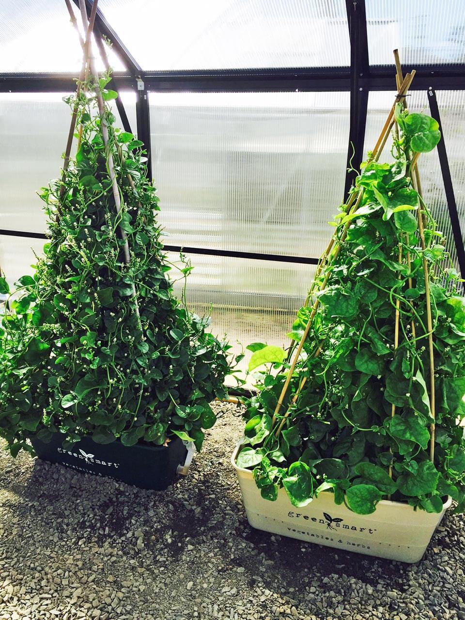 GreenSmart Pot- LARGE - Sproutwell Greenhouses