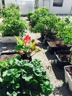 GreenSmart Pot- LARGE - Sproutwell Greenhouses