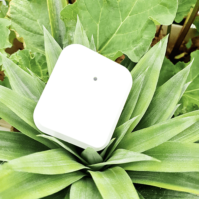 Digital Wireless Thermometer / Hygrometer - Sproutwell Greenhouses