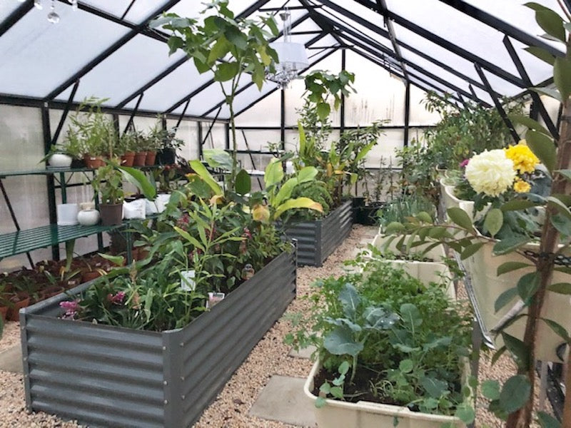 Grange-3 Greenhouse 7000 (3m x 7m)